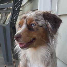 Sunny - Miniature American Shepherd