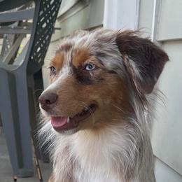 Sunny - Miniature American Shepherd