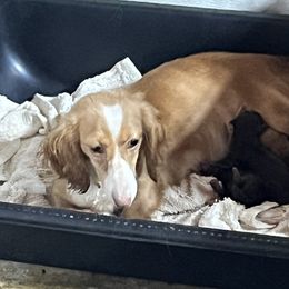 Bobbie - Dachshund