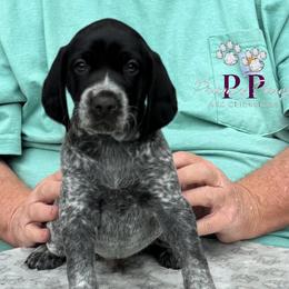 Ghost - Black and white male German Shorthaired Pointer puppy in Columbus, Nebraska from Prancy Pawz