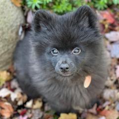 German Spitzs from Legacy Kennels Michigan