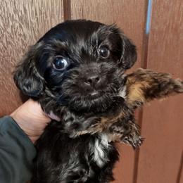 Lucky-(LKN060726-KBM) - Black and gold male Yorkshire Terrier puppy in Gatesville, Texas from KontryKritterz Yorkies