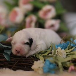 Australian Labradoodle Puppies from Majestic Labradoodles