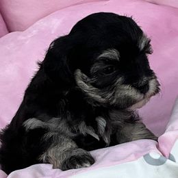 Maltipoo Puppies from ELIZABETH VENDLEY