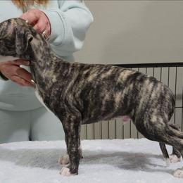 Johnny - Black brindle male Whippet puppy in Ruckersville, Virginia from Lishima Whippets