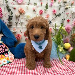 Colin (Teal) - Cream male Goldendoodle puppy in Miami, Florida from Katy's Toy Poodles & Doodles