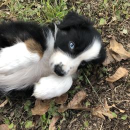 Aussiedoodle and Australian Shepherd Puppies from Young Gun Aussies