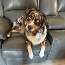 Ruby - Australian Shepherd