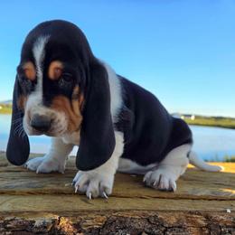 Champ - Black white and brown male Basset Hound puppy in Denison, Texas from Emma Lou's Baby Bassets