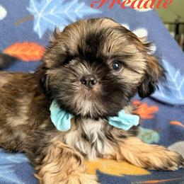 Freddie - Red male Shih Tzu puppy in Hemet, California from Aloha Shih Tzu
