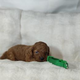 Boy 6 - male Poodle puppy in Westfield, North Carolina from Legacy Pets