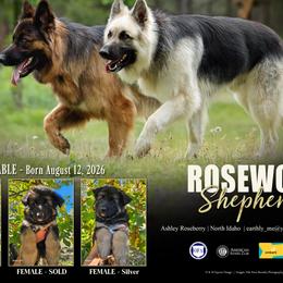 German Shepherds from Rosewood German Shepherds