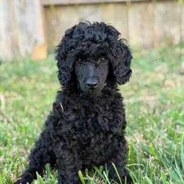 AKC Apollo - Red - Black male Poodle puppy in Baytown, Texas from Charlotte & Co. Miniature Poodles