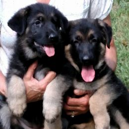 German Shepherds from S’Brie’s German Shepherd Dogs