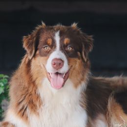 Ryder - Australian Shepherd