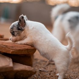 Lightning - Merle male Chihuahua puppy in Phoenix, Arizona from Arizona Adventure Chihuahuas