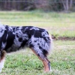 Miniature American Shepherds from Minions Mini American Shepherds