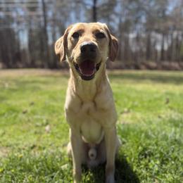Slim - Golden Retriever