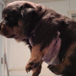 Rottweiler Puppies from Aliece's Rottweilers