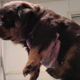 Rottweiler Puppies from Aliece's Rottweilers