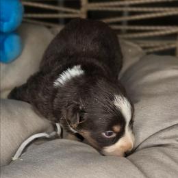 8 - Red tri male Miniature Australian Shepherd puppy in Lincoln, California from Elegant Aussies