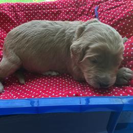 Purple collar - Apricot female Labradoodle puppy in Mechanicville, New York from Deuce's Doodles