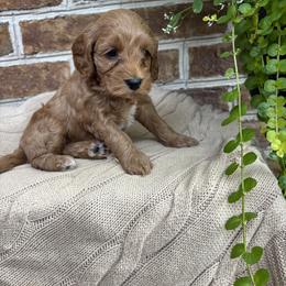 Boy 1 - male Cockapoo puppy in Ephrata, Pennsylvania from Windy Ridge Cockapoos