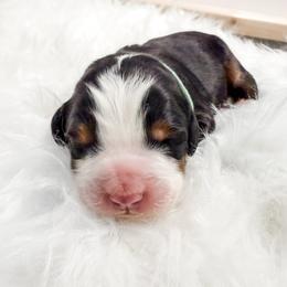 Green - Black rust and white male Bernese Mountain Dog puppy in Marne, Michigan from MI Doodles