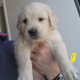 Merry - Golden female Golden Retriever puppy in Lucasville, Ohio from Halo Kennels