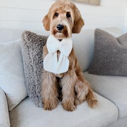 Dovie (Guardian Home Opportunity) - Apricot female Goldendoodle puppy in Roanoke Rapids, North Carolina from Sweeter than Honey Doodles
