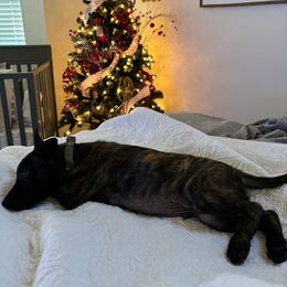 Dutch Shepherd Puppies from TecK9s