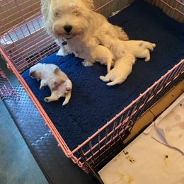 West Highland White Terriers from aquaBlanca