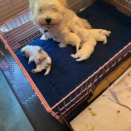 West Highland White Terriers from aquaBlanca