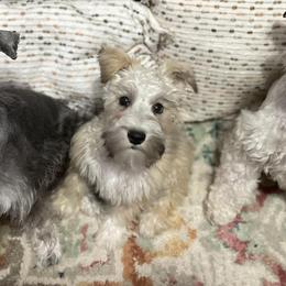 Miniature Schnauzers from Castle of Paws