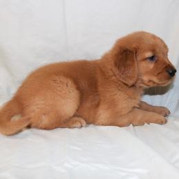 Scone - Dark golden female Golden Retriever puppy in New Weston, Ohio from Bertke AKC Golden Retrievers and Bernese Mountain Dogs