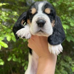 Basset Hound Puppies from Pleasant Bay Basset Hounds