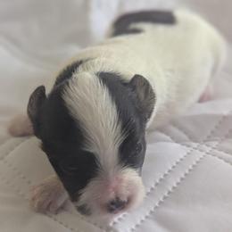 Lilly's AKC girl Tulip - White black and tan female Papillon puppy in Joshua, Texas from Summertime Kennels
