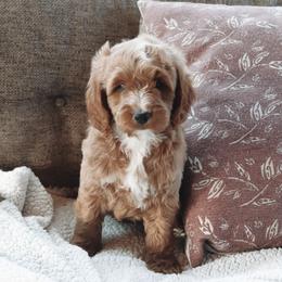 Goldendoodle Puppies from Cedarcrest Goldendoodles
