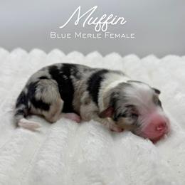 Muffin - Blue merle female Australian Shepherd puppy in Fort Pierce, Florida from JS Aussies