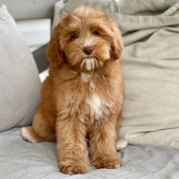 Sushi - Australian Labradoodle