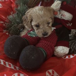 Boy 4 - male Goldendoodle puppy in Waynesboro, Virginia from Forest Creek Kennel