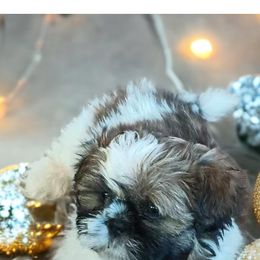 Shih Tzu Puppies from Mia AKC Shih Tzus