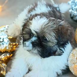 Shih Tzu Puppies from Mia AKC Shih Tzus