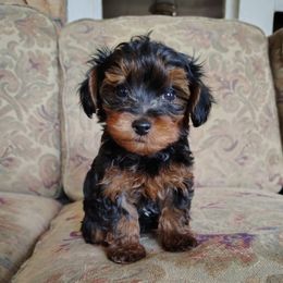 Little Dude - Tri-color male Yorkipoo puppy in Woodruff, Arizona from Desert Flower Breeders