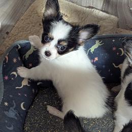 Lilly's AKC girl Daisy - White black and tan female Papillon puppy in Joshua, Texas from Summertime Kennels