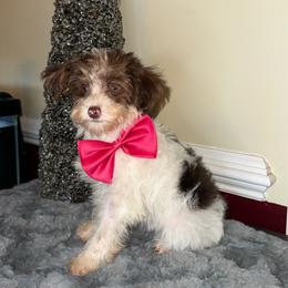 Trouble - Parti female Yorkipoo puppy in Henderson, North Carolina from Dorans Danes and Doodles