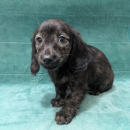 4 cream brindle - Brindle male Dachshund puppy in Central Point, Oregon from MRS Long Dog Ranch