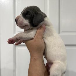 Alex Warren - Blue and white male Great Dane puppy in Florida from Beachside Kennels
