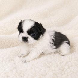 Beck - Blue and white male Shih Tzu puppy in Smithville, Georgia from The Luckie Puppy