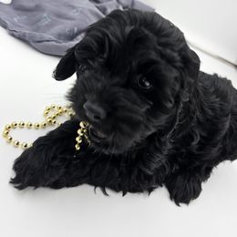 Cockapoo Puppies from Joanna Abruscato